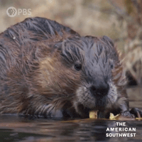 Cute Animals Beaver GIF by PBS