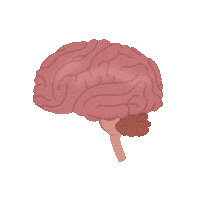 Brain Anatomy Sticker