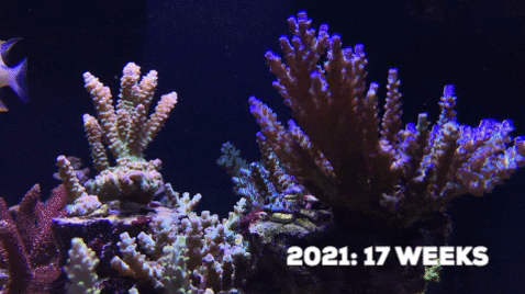 xiaoxiy giphygifmaker GIF