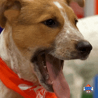 Animal Planet Smile GIF by Puppy Bowl