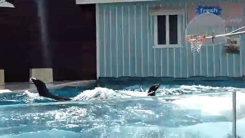 sea lion basketball GIF by SLAMBALL on GIPHY