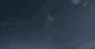 Dog Thejester GIF by Badflower