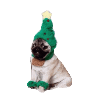 pugs STICKER by imoji
