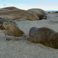 Pbs Nature Baby GIF by Nature on PBS