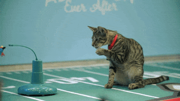 Football Cats GIF by Hallmark Channel