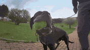 abanaacauda dogs training master yoda GIF