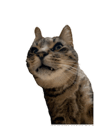 Jacksmemeshop Sticker