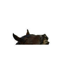 Horse Nile Sticker by Northern International Livestock Exposition