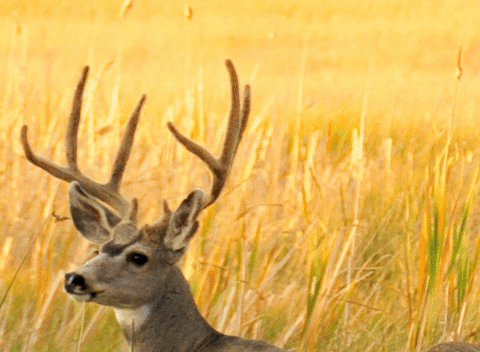 Big Bucks Deer GIF by U.S. Fish and Wildlife Service