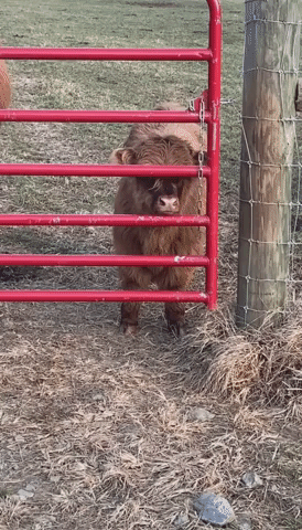 Two-Month-Old Highland Cow 'Tries Her Best to Unchain Gate' at Virginia Farm