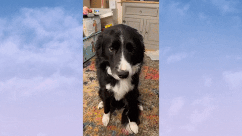 seanballard giphygifmaker border collie GIF