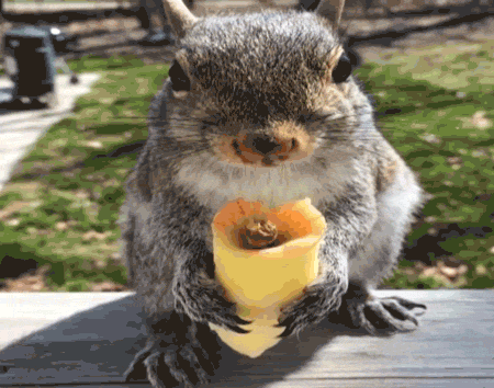 Wildlife gif. A hungry squirrel holds an apple core in both front paws and happily nibbles away at it. 