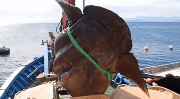 Huge Sunfish Rescued From Fishnet Off Spanish Coast