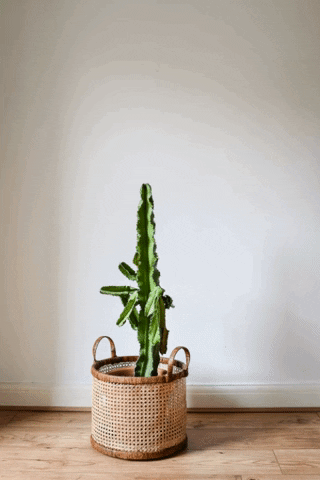 medinagrillo giphygifmaker GIF