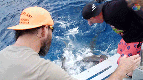 Shark Week Jackass GIF by discovery+