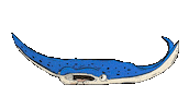 Manta Ray Sea Sticker by Mike Bennett Art
