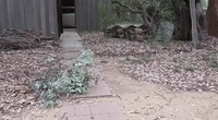 Fight Between Brown Snake and Tiger Snake Captured on Video in Nanneella