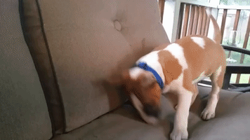 Dog has Hilarious Reaction After Seeing his Reflection for the First Time