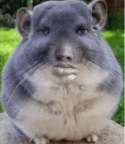 Chinchilla GIF
