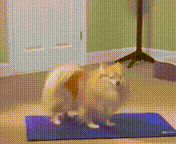 miraibay animali mirai drop gadget guru tappetino animali GIF