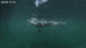 fishing GIF by Mystery Tackle Box
