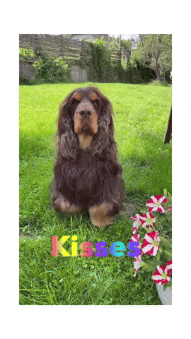 Cockeren_houdini kiss love you kisses cute dog GIF