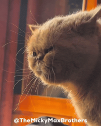 Relax Morro GIF