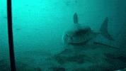 hello GIF by Shark Week