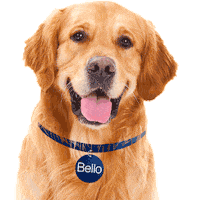 portobello_br dog dogs golden bello Sticker