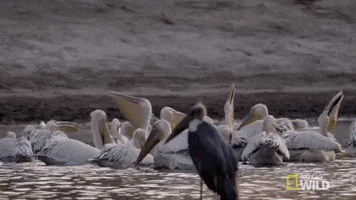 nat geo wild GIF by Savage Kingdom