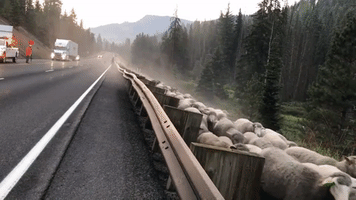 Sheep Take Over Highway