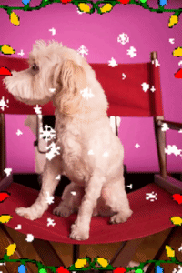 scooter fam GIF