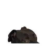 Dog Ogden Sticker by giphyselfportraits