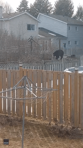 Agile Bear Balances on Fences Outside Ontario Home