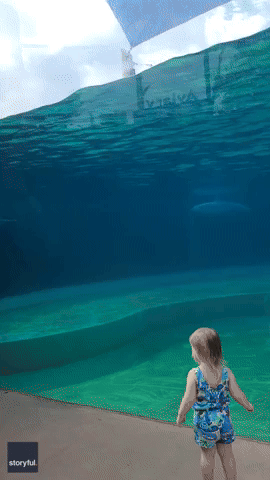 Dolphin Stops to 'Talk' to Toddler at Mississippi Aquarium