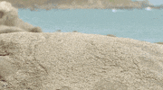 bachelorinparadise season 4 intro opening credits GIF