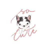 Dog Chihuahua Sticker