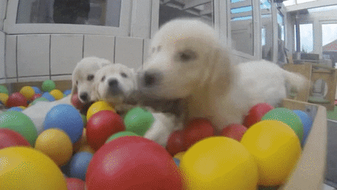 ball puppies GIF