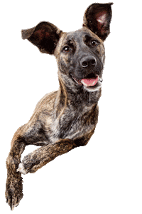 zozopets dog happy dog funny dog brindle dog Sticker