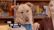 gus the dog GIF by Rooster Teeth