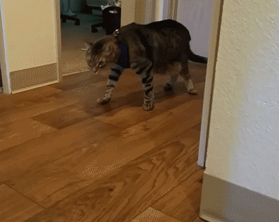 cat harness GIF