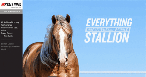 Qstallions GIF by American Quarter Horse Assn