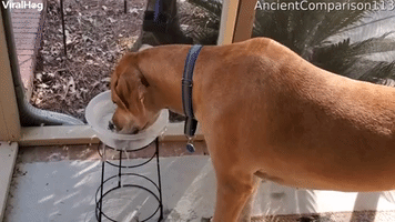 Dog Learned How to Drink Water Sloppily at Daycare