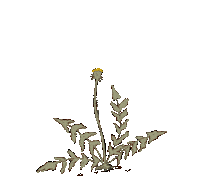 HannahGraceSmithArt flower plant dandelion hannahgracesmithart Sticker