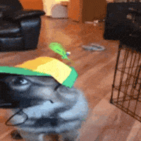 Puppy Spinning Hat GIF