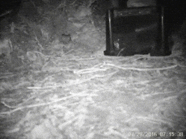 Kiwi GIF by BuzzFeed