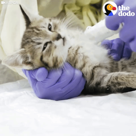 kitten GIF by The Dodo