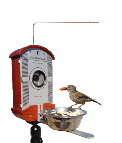 bird STICKER