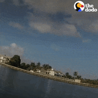 Animal Rescue Boat GIF by The Dodo
