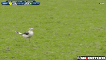 mlb running GIF by SB Nation